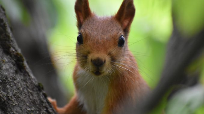 Eichhörnchen - Bild: incomecenterr via Twenty20