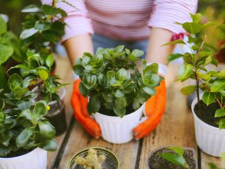 Pflanzenvielfalt in Deutschland in vergangenen 60 Jahren spürbar rückläufig