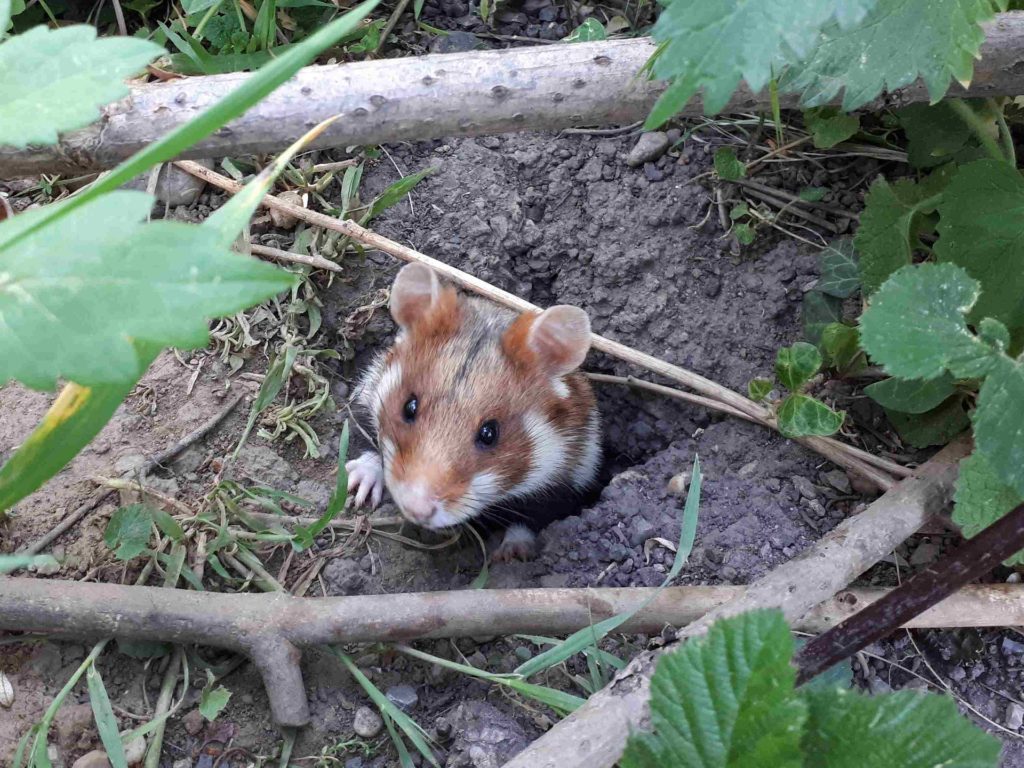 Zahl bedrohter Tierarten auf Rekordniveau