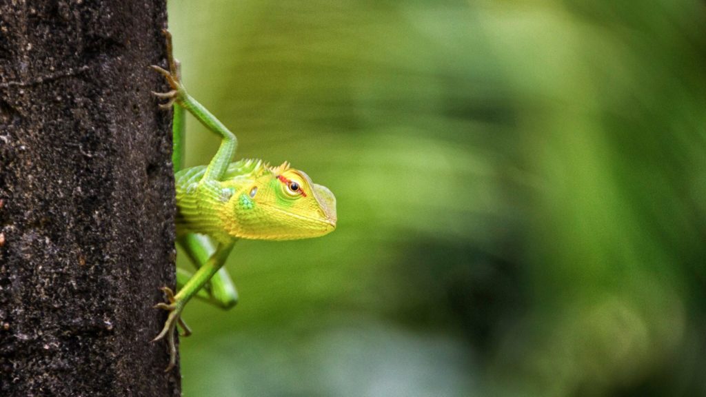 Frostiges Wetter in Florida lässt Leguane von Palmen regnen