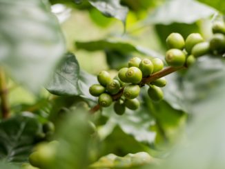 Kaffeekonzerne sollten für faire Bezahlung in Anbauländern sorgen