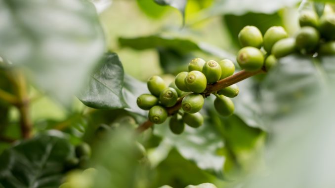 Kaffeebaum - Bild: @orathaim164 via Twenty20