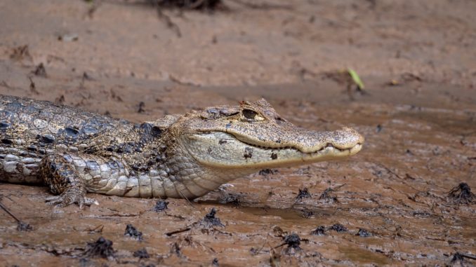 Kaiman - Bild: maraphotographie via Twenty20