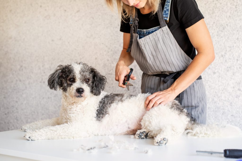 Gericht: Hunde dürfen im Lockdown weiter in Hundesalons frisiert werden