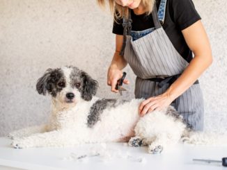 Gericht: Hunde dürfen im Lockdown weiter in Hundesalons frisiert werden
