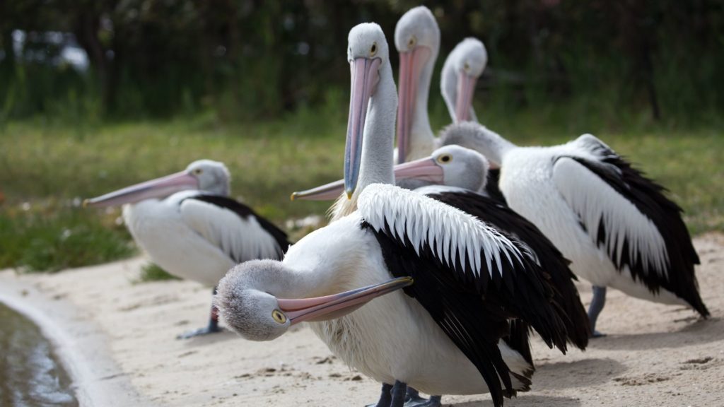 Mindestens 750 Pelikane in Reservat im Senegal an Vogelgrippe verendet