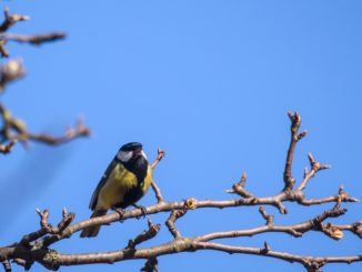 In diesem Winter nur relativ wenig Meisen in deutschen Gärten unterwegs