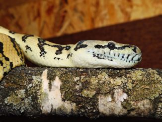 Feuerwehr stellt Such nach Teppichpython in Bochumer Gemeindehaus ein
