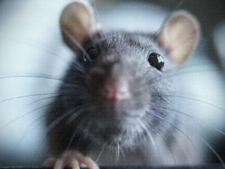 Bundesregierung will Schutz von Versuchstieren verbessern