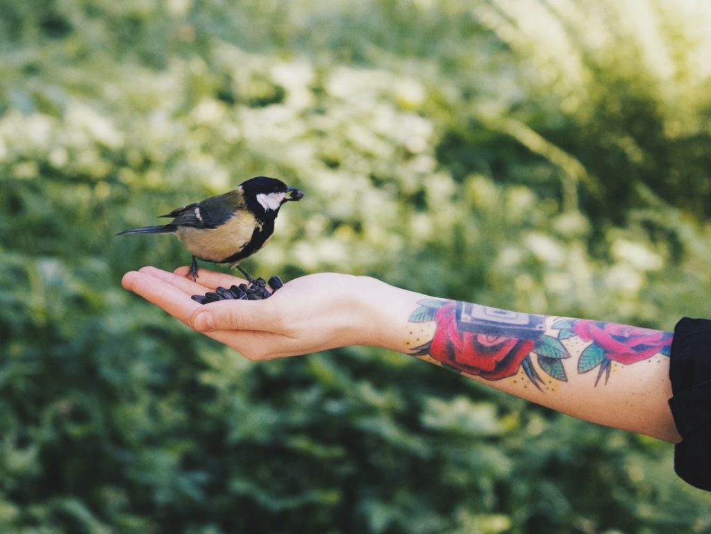 Vogel auf menschlicher Hand - Bild: teo14 via Twenty20