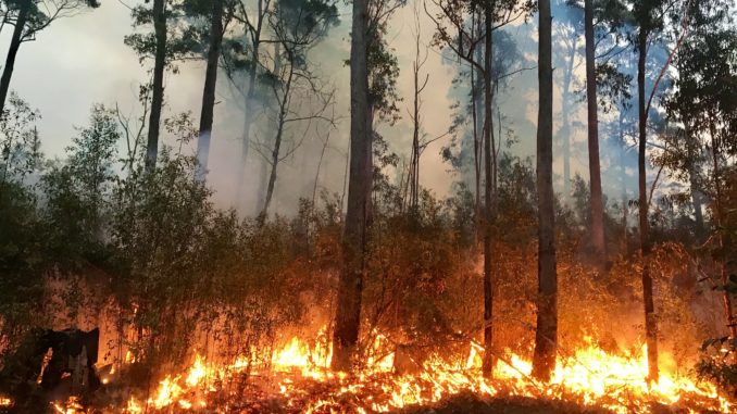 310 hectáreas de bosque fueron destruidas en el llano de Nürnberger en el centro de México