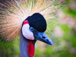 WWF Deutschland: Klimawandel gefährdet Kranichkinder