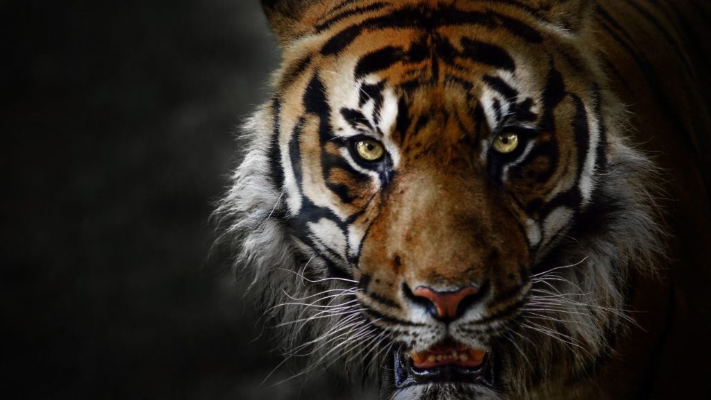 Symbolbild: Tiger