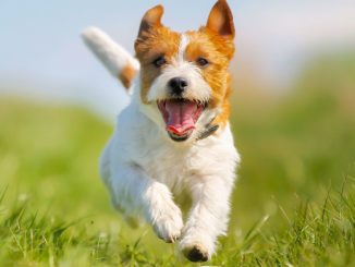 Studie: Hunde wollen im Spiel ihren Herrchen Freude bereiten