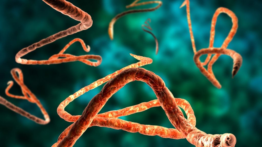 Illustration des Ebola-Virus