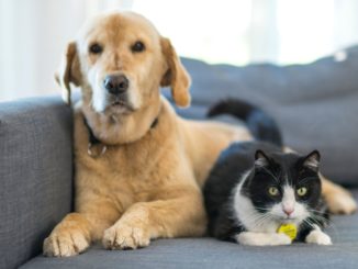 Preise für Hunde und Katzen in die Höhe geschnellt