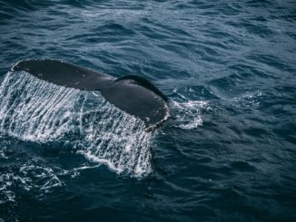 Fast 17 Meter großer Wal-Kadaver vor Küste Israels angespült