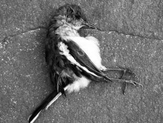 Klöckner: Tote und kranke Vögel dem Veterinäramt melden