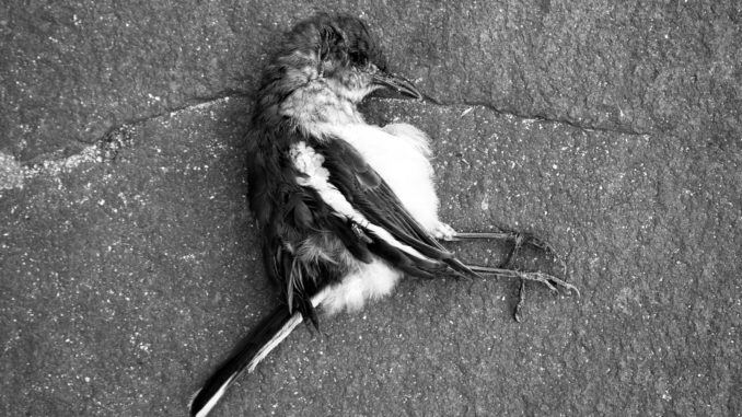 Toter Vogel