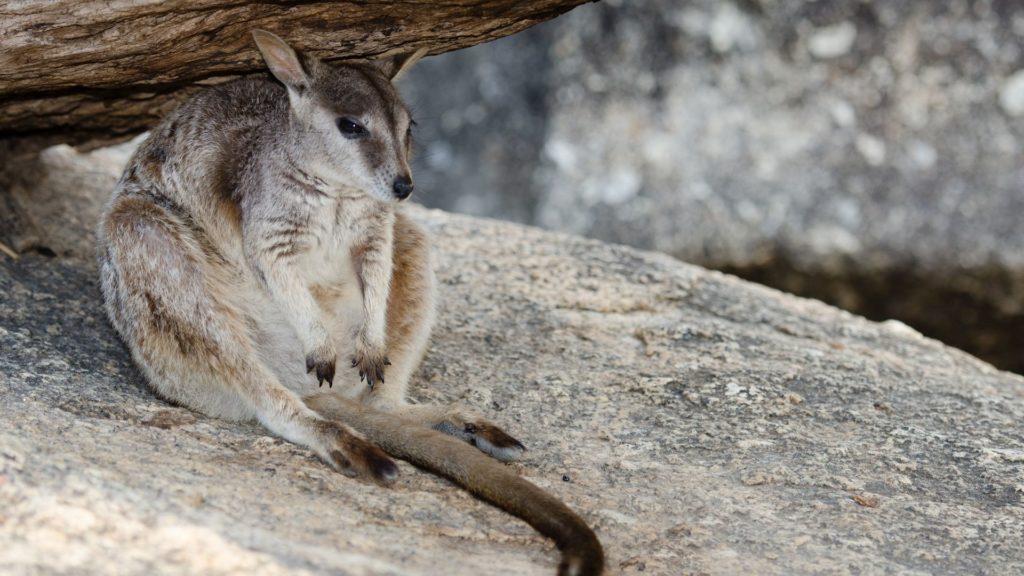 Studie: Älteste Felsmalerei Australiens zeigt ein Känguru