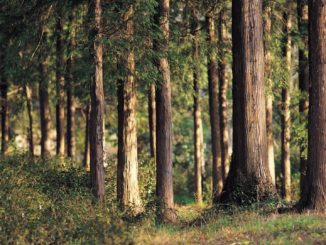 Dürre, Stürme und Borkenkäfer treffen Lebensnerv der deutschen Wälder
