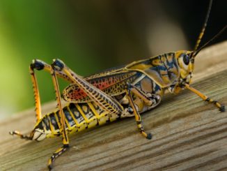 Welthungerhilfe wegen neuer Heuschreckenplage am Horn von Afrika besorgt