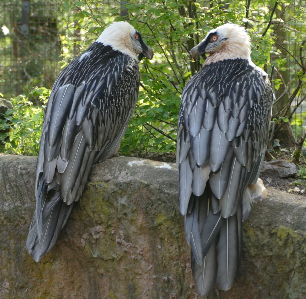 Nürnberger Tiergarten will Bartgeier zur Wiederansiedelung spenden