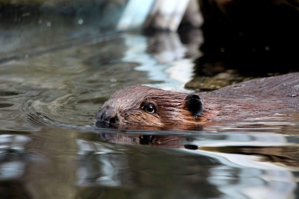 Biber in Bayern aus Zulauf von Wasserkraftwerk gerettet