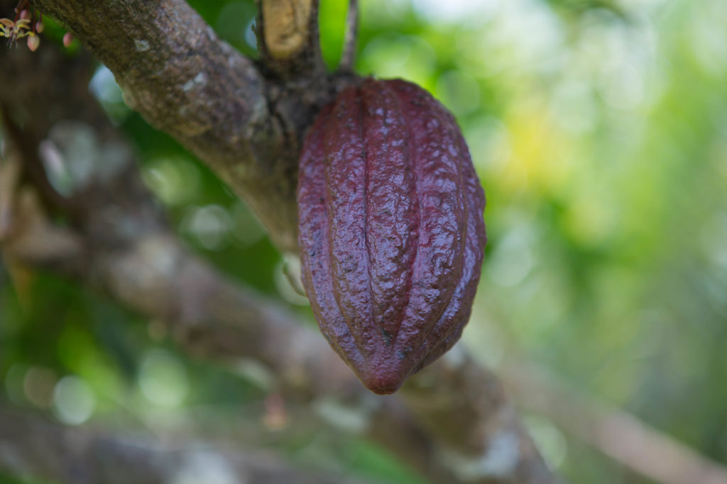 Kakaobohne - Bild: Stefan Magdalinski