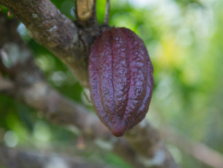 Preis für Kakao in der Elfenbeinküste wegen Corona-Krise stark gefallen