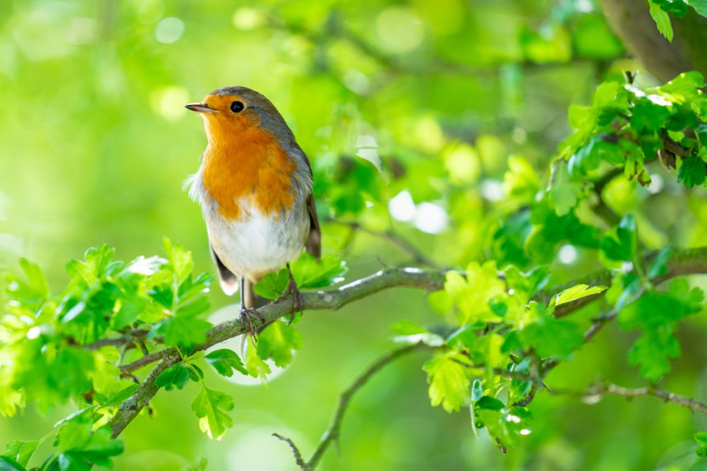 Rotkehlchen ist Vogel des Jahres 2021