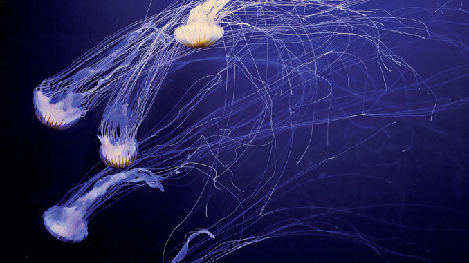 Würfelquallen - Bild: kerriwenzel via Twenty20