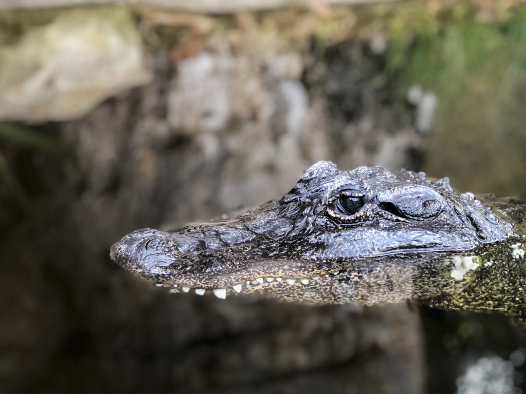 Krokodile zu Handtaschen: Luxuskonzerne kaufen Krokodilfarmen in Australien zur Produktion von teurem Leder