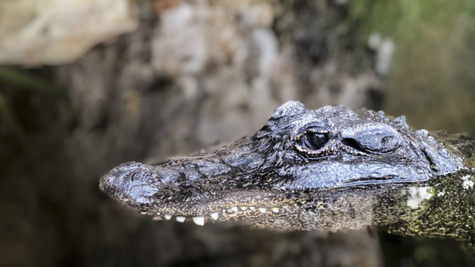 Krokodil - Bild: reinasierra via Twenty20