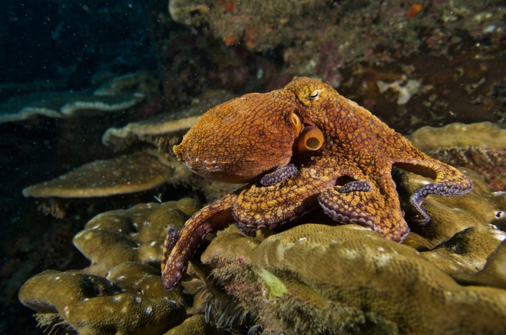 Octopus - Bild: davidbauer1 via Twenty20