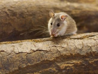 Mausplage im Osten Australiens bedroht dortige Ernte