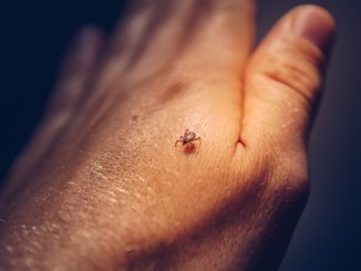 „Zuhausebleiben“ wegen Corona führte mit zu Rekord bei FSME-Erkrankungen