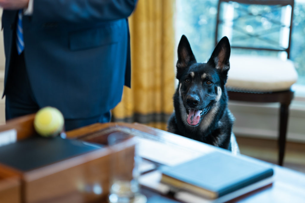 Biden's First Dog Major - Bild: Adam Schultz/White House