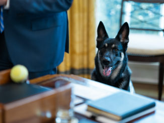 Bidens Schäferhund Major bekommt „First-Dog“-Unterricht