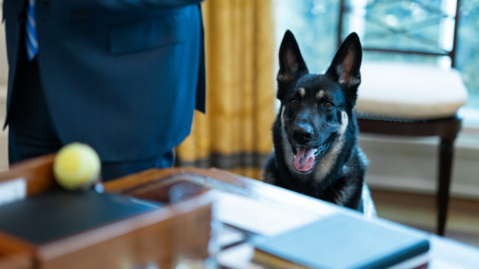 Biden's First Dog Major - Bild: Adam Schultz/White House