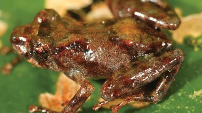 Pristimantis sira - Bild: Chávez, García-Ayachi & Catenazzi/twitter.com/GermnChvez4