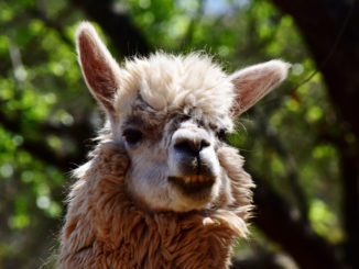 Ausgebüxte Lamas stören Zug- und Straßenverkehr bei Karlsruhe