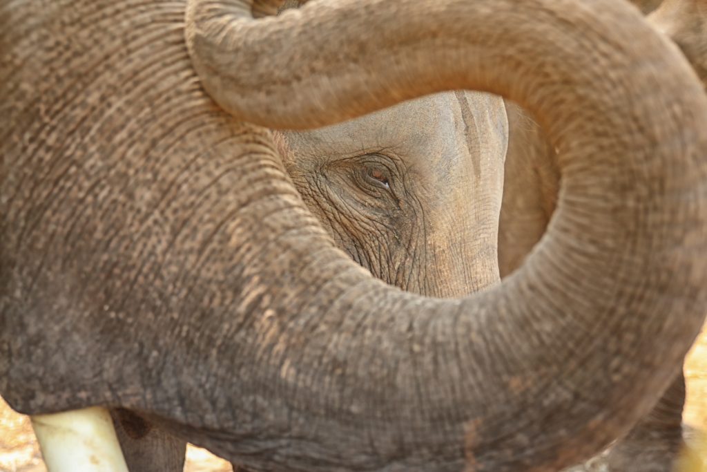 Symbolbild: Elefanten - Bild: FotoArtist via Twenty20