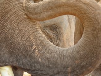 Elefantenbaby stirbt in schwedischem Zoo