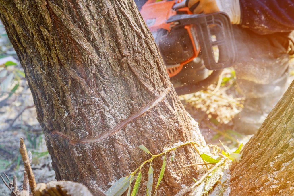 Verbandschef ruft Waldbesitzer zu Sägestreik auf