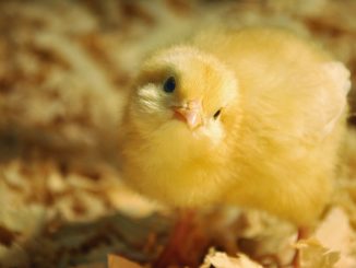 Beim Verbot des Kükentötens soll es Ausnahmen geben – Verfütterung soll demnach erlaubt sein