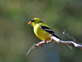 Mann will unter Hose und Jacke 35 Finken in die USA schmuggeln