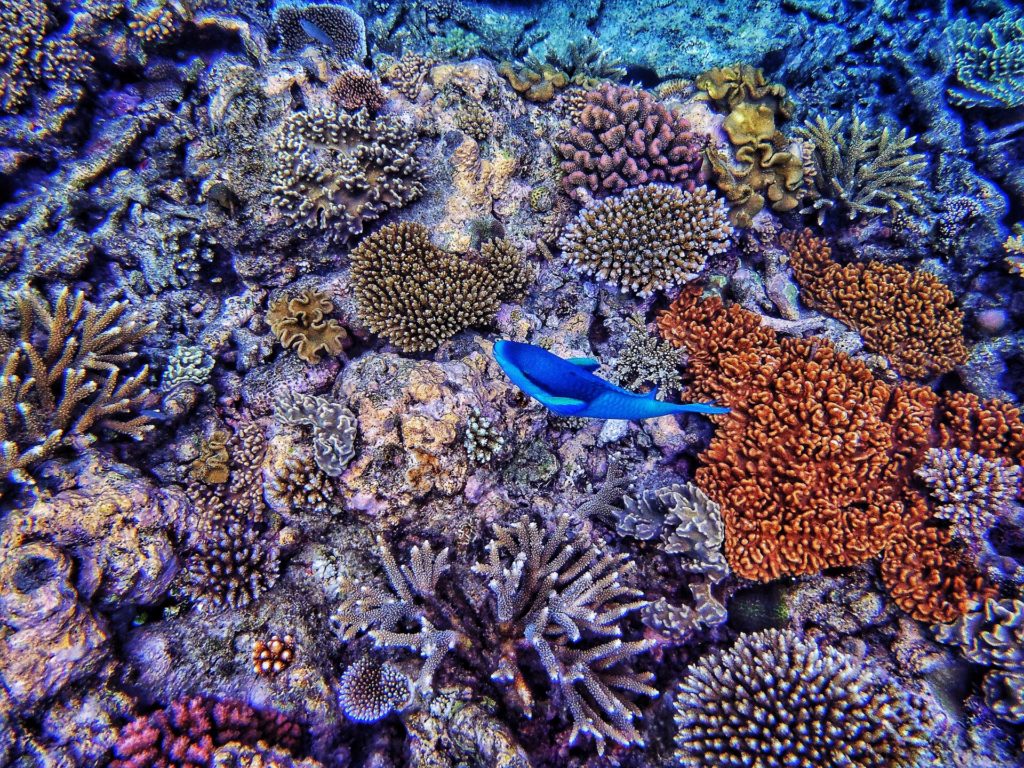 Great Barrier Reef - Bild: cwild895 via Twenty20