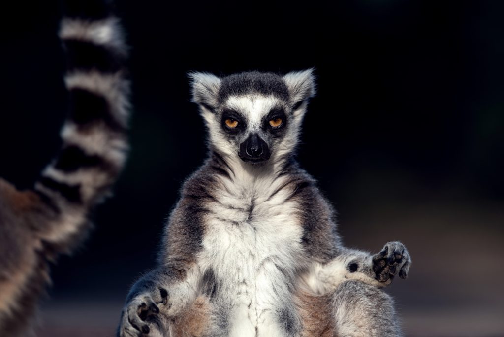 Lemur - Bild: davidcharouz via Twenty20