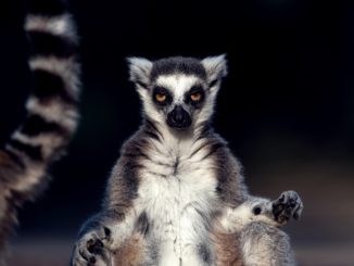 Studie: Erderwärmung gefährdet artenreiche Regionen besonders stark